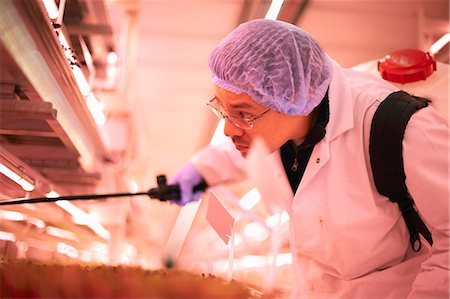 simsearch:614-07806415,k - Male worker leaning forward to spray micro greens in underground tunnel nursery, London, UK Stock Photo - Premium Royalty-Free, Code: 649-08577418