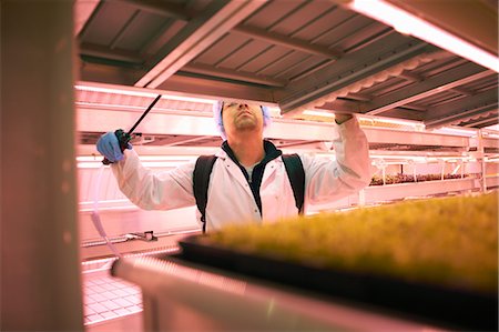 simsearch:649-08577431,k - Male worker reaching to spray micro greens in underground tunnel nursery, London, UK Foto de stock - Sin royalties Premium, Código: 649-08577420