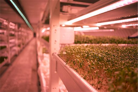 souterrain - Close up of micro greens tray in underground tunnel nursery, London, UK Photographie de stock - Premium Libres de Droits, Code: 649-08577430