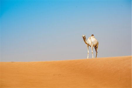Single camel on desert dune, Dubai, United Arab Emirates Foto de stock - Sin royalties Premium, Código: 649-08577577