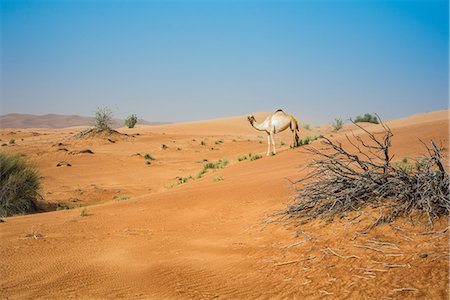 simsearch:649-08577597,k - Single camel in desert, Dubai, United Arab Emirates Photographie de stock - Premium Libres de Droits, Code: 649-08577581