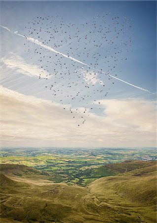 Heart shaped flock of birds flying above the Brecon Beacons, Wales, UK Foto de stock - Sin royalties Premium, Código: 649-08578032