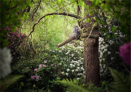 Grey coloured owl perched in forest tree Photographie de stock - Premium Libres de Droits, Code: 649-08578033