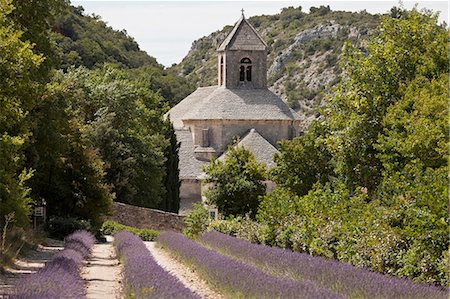 Rows of flowers in rural field Photographie de stock - Premium Libres de Droits, Code: 649-08632297