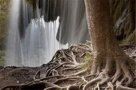 Tree with exposed roots by waterfall Stock Photo - Premium Royalty-Free, Code: 649-08632395