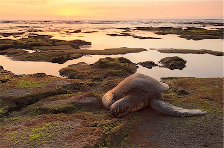 Sea turtle on mossy rocks Photographie de stock - Premium Libres de Droits, Code: 649-08632510