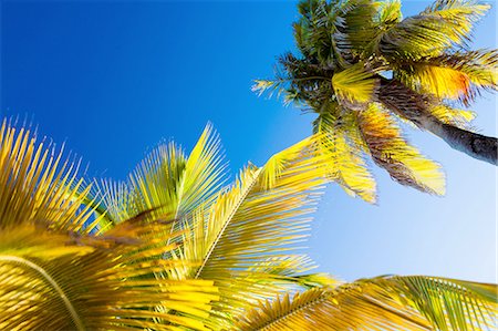 simsearch:841-05848371,k - Palm trees and blue sky Foto de stock - Royalty Free Premium, Número: 649-08632561