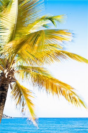 simsearch:6119-08170237,k - Close up of palm tree, blue sea and sky Foto de stock - Sin royalties Premium, Código: 649-08632562