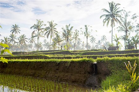 simsearch:649-08180303,k - Paddy field near Ubud, Bali, Indonesia Photographie de stock - Premium Libres de Droits, Code: 649-08633156