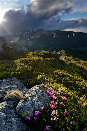 Chornogora Ridge Landscape, Carpathian Mountains, Ivano-Frankovsk Region, Ukraine Foto de stock - Sin royalties Premium, Código: 649-08661351