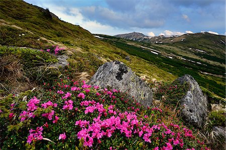 Chornogora Ridge Landscape, Carpathian Mountains, Ivano-Frankovsk Region, Ukraine Stock Photo - Premium Royalty-Free, Code: 649-08661352