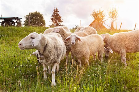 Small herd of sheep grazing in field Foto de stock - Sin royalties Premium, Código: 649-08661708