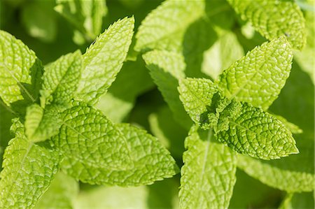 feuilles - Mint leaves on mint plant Photographie de stock - Premium Libres de Droits, Code: 649-08702070