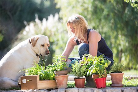 pot herb - Labrador dog watching woman tending plants in garden Stock Photo - Premium Royalty-Free, Code: 649-08702080