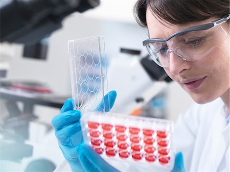 Scientist  viewing experimental cultures growing in multiwell tray in laboratory Stock Photo - Premium Royalty-Free, Code: 649-08702129