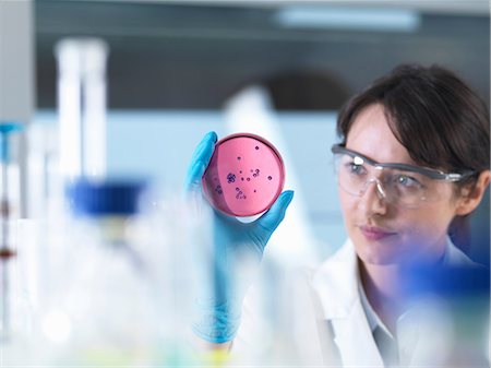 Scientist examining petri dish containing bacterial culture grown in laboratory Foto de stock - Sin royalties Premium, Código: 649-08702134