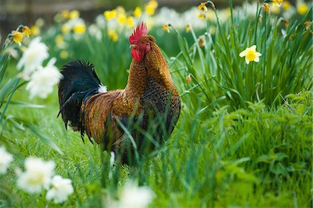 Portrait of rooster in daffodil meadow Photographie de stock - Premium Libres de Droits, Code: 649-08702699