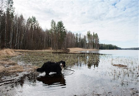 dog looking over shoulder - Portrait of bernese mountain dog standing in lake, Orivesi, Finland Stock Photo - Premium Royalty-Free, Code: 649-08702693