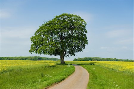 simsearch:614-09213873,k - Ash tree on rural road at spring Photographie de stock - Premium Libres de Droits, Code: 649-08702701