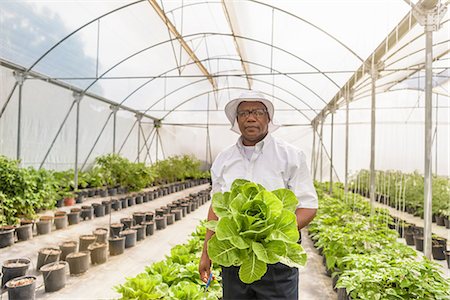 Portrait of worker holding romaine lettuce in Hydroponic farm in Nevis, West Indies Stock Photo - Premium Royalty-Free, Code: 649-08702939