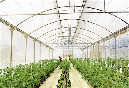 farming - View of Hydroponic farm in Nevis, West Indies Stock Photo - Premium Royalty-Free, Code: 649-08702942