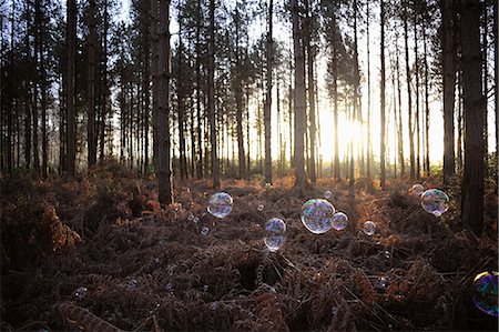Bubbles floating in forest Stock Photo - Premium Royalty-Free, Code: 649-08703170