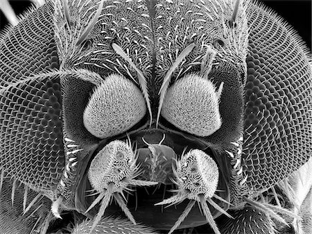 scanning electron microscope - Magnified fruit fly Stock Photo - Premium Royalty-Free, Code: 649-08703195