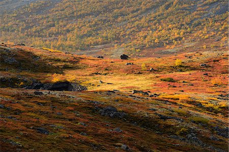 simsearch:649-08714241,k - Autumn coloured valley near Malaya Belaya river, Khibiny mountains, Kola Peninsula, Russia Photographie de stock - Premium Libres de Droits, Code: 649-08703458