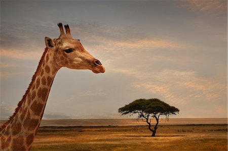 etosha national park - Giraffe at sunset, Etosha National Park, Namibia Photographie de stock - Premium Libres de Droits, Code: 649-08703524