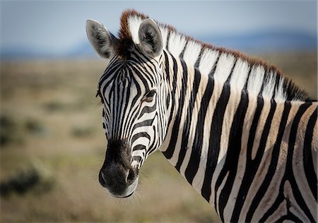 simsearch:649-09016820,k - Zebra, Etosha National Park, Namibia Foto de stock - Royalty Free Premium, Número: 649-08703522