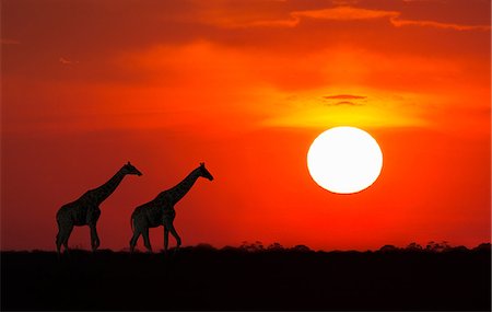 simsearch:851-02962607,k - Giraffes at sunset, Etosha National Park, Namibia Stock Photo - Premium Royalty-Free, Code: 649-08703523