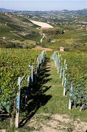 simsearch:649-08923157,k - Vineyards, Barolo, Langhe, Piedmont, Italy Stock Photo - Premium Royalty-Free, Code: 649-08714038