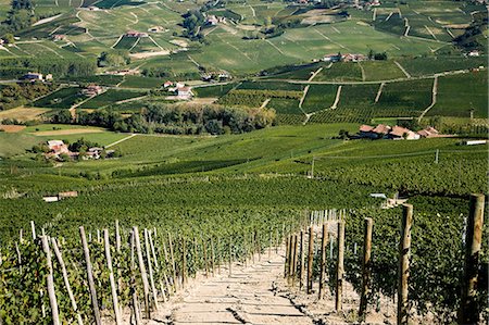 simsearch:649-08824422,k - Vineyards, Barolo, Langhe, Piedmont, Italy Fotografie stock - Premium Royalty-Free, Codice: 649-08714039