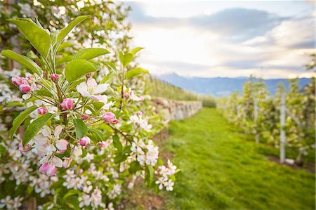 photo of apple tree in bloom - Scenic view, Meran, South Tyrol, Italy Stock Photo - Premium Royalty-Free, Code: 649-08714048