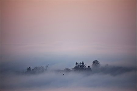 Silhouetted trees emerging from low cloud, Langhe, Piedmont. Italy Stock Photo - Premium Royalty-Free, Code: 649-08714694