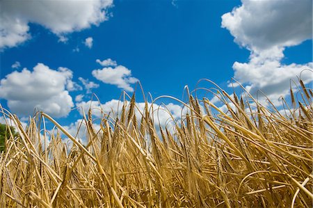 simsearch:6115-06967242,k - Golden wheat field and blue sky Photographie de stock - Premium Libres de Droits, Code: 649-08714785