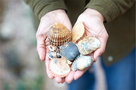 simsearch:649-08086087,k - Woman's hands holding seashells, Devon, UK Photographie de stock - Premium Libres de Droits, Code: 649-08714788
