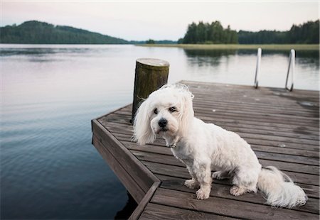 simsearch:649-08714973,k - Portrait of cute coton de tulear dog sitting on windy lake pier, Orivesi, Finland Foto de stock - Sin royalties Premium, Código: 649-08714980