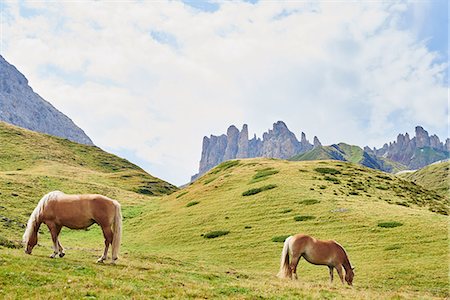 Scenic view of wild horses grazing in mountains, Austria Foto de stock - Sin royalties Premium, Código: 649-08715097