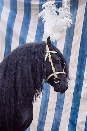 Black horse with feather headdress Foto de stock - Sin royalties Premium, Código: 649-08744951