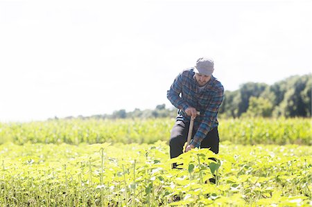 Farmer digging plant crops Stock Photo - Premium Royalty-Free, Code: 649-08745418