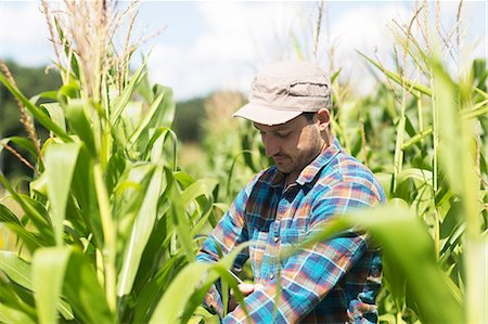 simsearch:649-08825157,k - Farmer in corn field quality checking corn plants Photographie de stock - Premium Libres de Droits, Code: 649-08745419