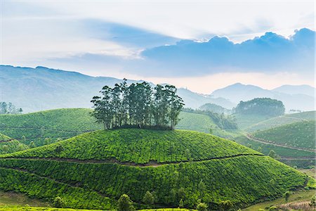 Tea plantation, Kerala, India Foto de stock - Sin royalties Premium, Código: 649-08745454