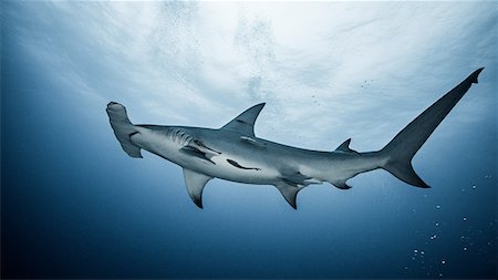 sharks in water - Underwater view of Great Hammerhead Shark, Jupiter, Florida, USA Stock Photo - Premium Royalty-Free, Code: 649-08745474