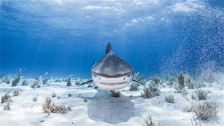 Underwater view of Tiger shark, Nassau, Bahamas Foto de stock - Sin royalties Premium, Código: 649-08745473