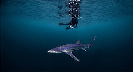 simsearch:649-08859715,k - Underwater view of diver swimming above shark, San Diego, California, USA Foto de stock - Sin royalties Premium, Código: 649-08745480