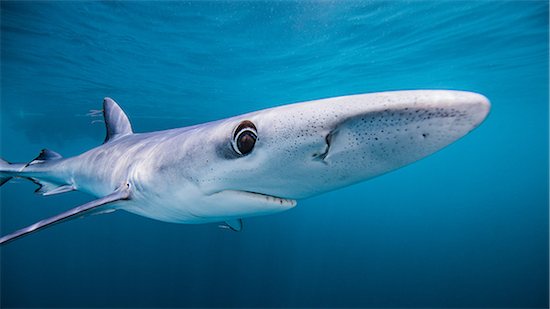 Underwater view of Blue Shark, San Diego, California, USA Photographie de stock - Premium Libres de Droits, Le code de l’image : 649-08745483