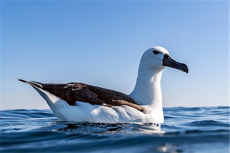 Albatross resting on surface of ocean, Port St. Johns, South Africa Stock Photo - Premium Royalty-Free, Code: 649-08745508