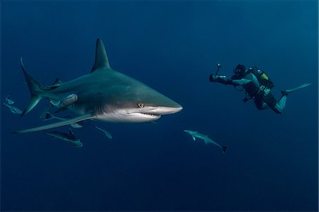 simsearch:649-08745499,k - Scuba diver filming Oceanic Blacktip Shark (Carcharhinus Limbatus), Aliwal Shoal, South Africa Foto de stock - Sin royalties Premium, Código: 649-08745501