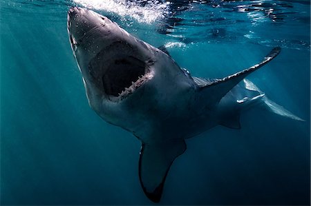 predator - Great White Shark (Carcharodon Carcharias) swimming near surface of ocean, Gansbaai, South Africa Stock Photo - Premium Royalty-Free, Code: 649-08745519